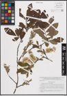 Foto von Salix cinerea L.